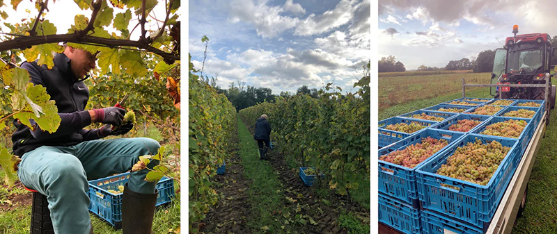 Wijndomein Eersselshof Lichtaart - Johanniter