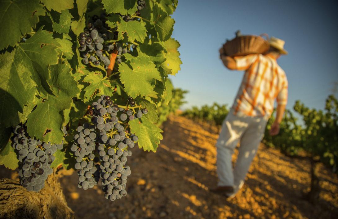 CARE wijnen uit Spanje: verkrijgbaar in De Proeverij