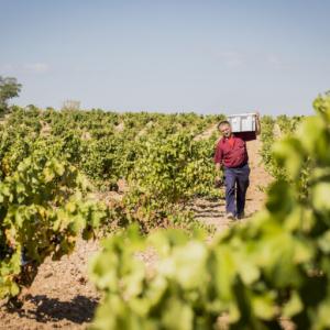Care wijnen Bodegas Anadas - wijngaard