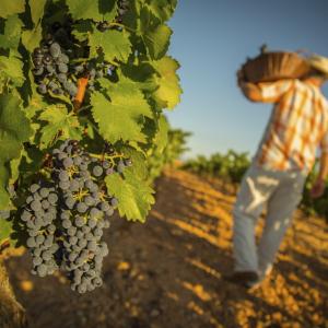 Care wijnen Bodegas Anadas - wijngaard