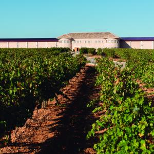 Care wijnen Bodegas Anadas - wijngaard