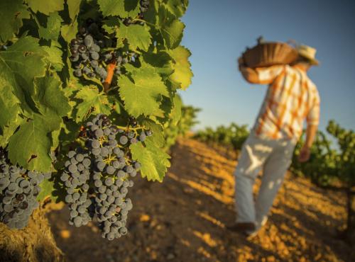 CARE wijnen uit Spanje: verkrijgbaar in De Proeverij